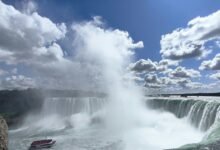 torrent and magnet downloads